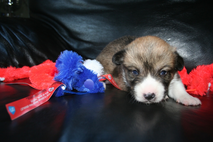 Puppies